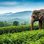 Meilleure période pour visiter le Sri Lanka : astuces et conseils