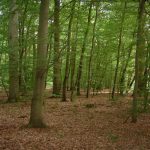 À 1h30 de Paris, cette forêt d&rsquo;exception près de Compiègne, un lieu chargé d&rsquo;histoire aux couleurs spectaculaires