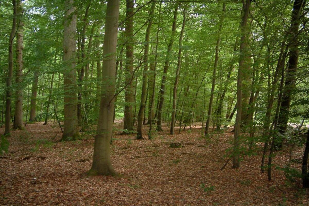À 1h30 de Paris, cette forêt d&rsquo;exception près de Compiègne, un lieu chargé d&rsquo;histoire aux couleurs spectaculaires