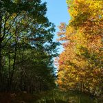 À 2h de Paris, cette forêt royale est le spot secret pour écouter le brame du cerf dans un silence absolu cet automne