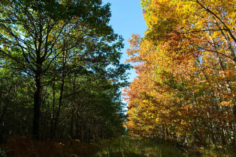 À 2h de Paris, cette forêt royale est le spot secret pour écouter le brame du cerf dans un silence absolu cet automne