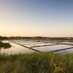 À 1h de Nantes, cette saline se pare de couleurs incroyables en automne, une visite surprenante et photogénique 