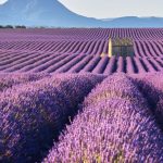 Le plateau de Valensole, sans ses lavandes, révèle un paysage aux couleurs ocre et dorées, d&rsquo;une beauté saisissante en automne