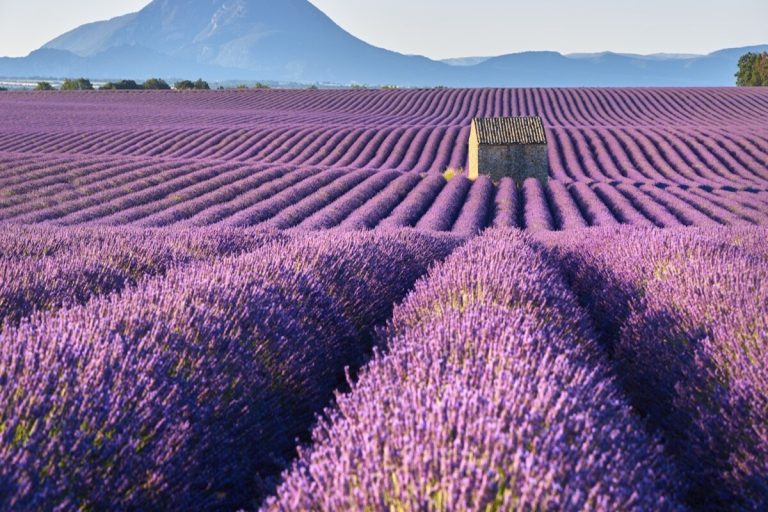Le plateau de Valensole, sans ses lavandes, révèle un paysage aux couleurs ocre et dorées, d&rsquo;une beauté saisissante en automne