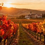 Cet automne, explorez le vignoble méconnu de l'Auxerrois en Bourgogne, une pépite pour les amateurs de vin loin des sentiers battus